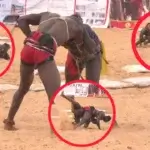 LAMB : REVIVEZ L&rsquo;AMBIANCE DE L&rsquo;ARENE AVEC DE CHAUDES VIDEOS