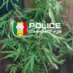 Culture de cannabis : un suspect arrêté àThiès